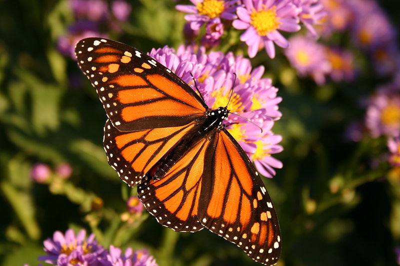 Farfalle Monarca